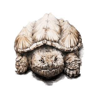 手绘乌龟鳄龟佛鳄