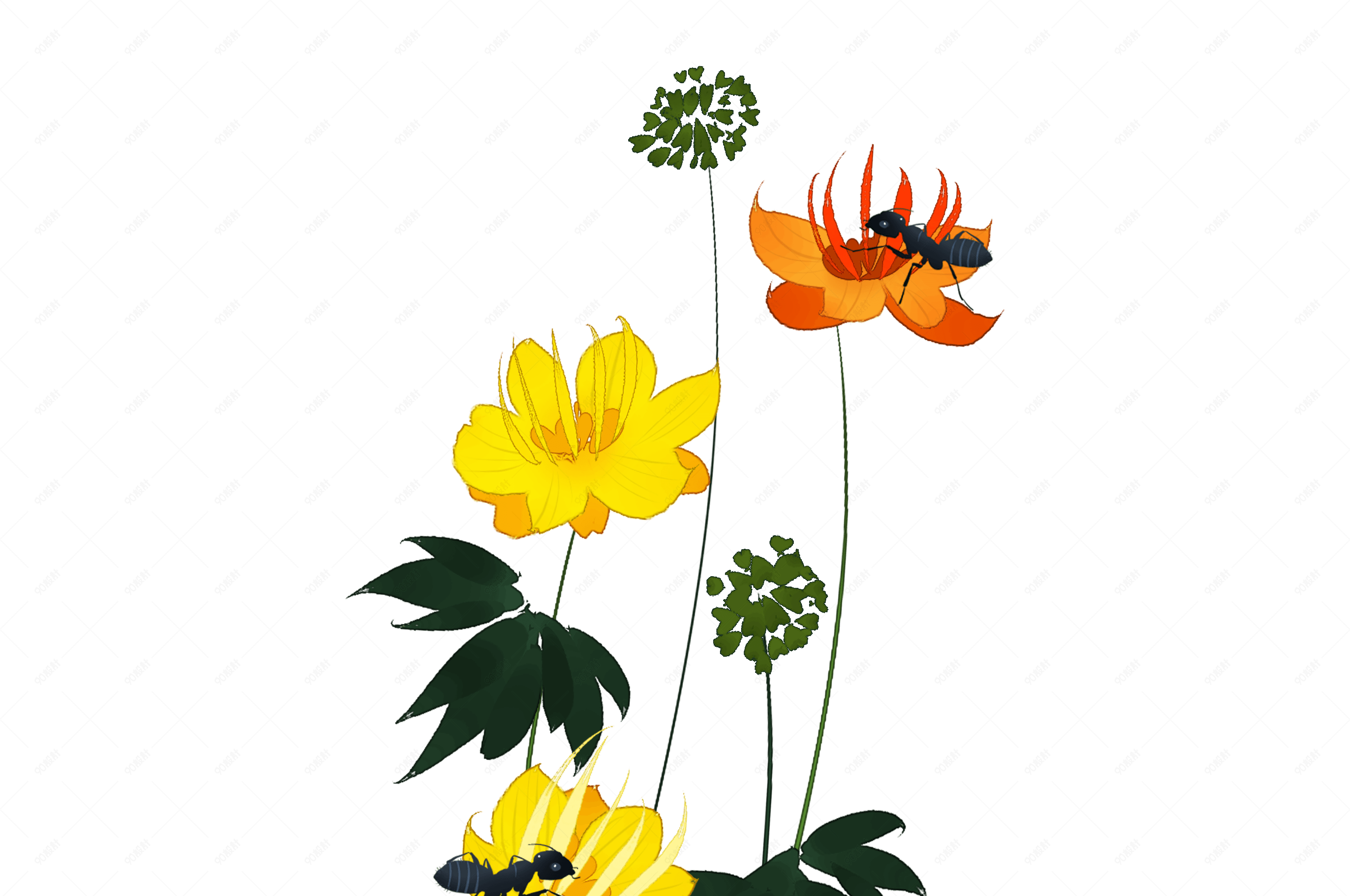 中国风花卉黄色橘色金莲花蚂蚁装饰png下载