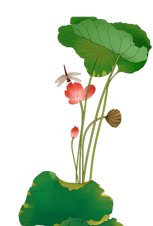 手绘荷花荷叶插画
