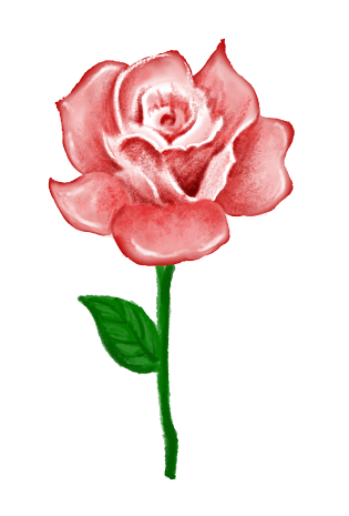 手绘粉红色玫瑰花花朵插画