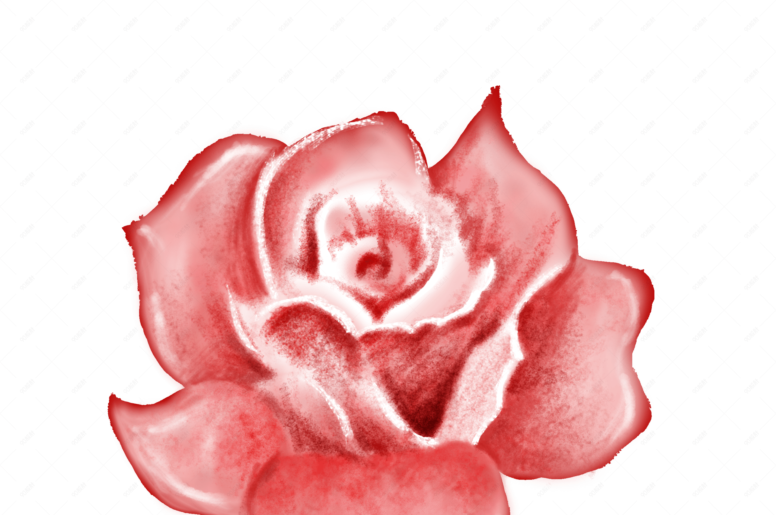 手绘粉红色玫瑰花花朵插画