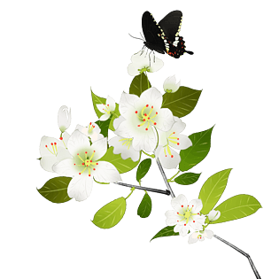 中国风花卉白色梨花黑色蝴蝶装饰png下载