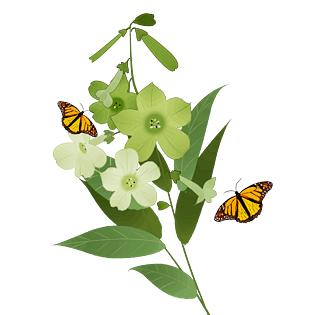 中国风花卉绿色烟草花蝴蝶装饰画png下载