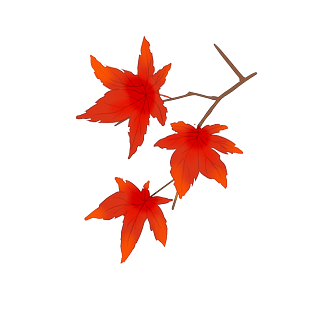 绿枫叶图片大全