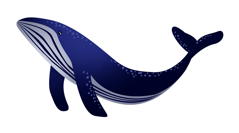 鲸鱼图片大全