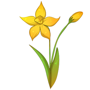手绘水仙花图片大全 手绘水仙花图片素材 Png免费下载 90设计网