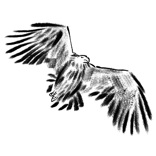 水墨黑白插图老鹰插画