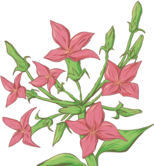 卡通手绘冬季植物花朵