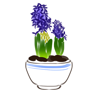 风信子图片大全