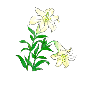手绘白色荷花图片大全