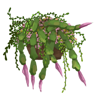 小清新装饰风蟹爪兰植物手绘免抠png