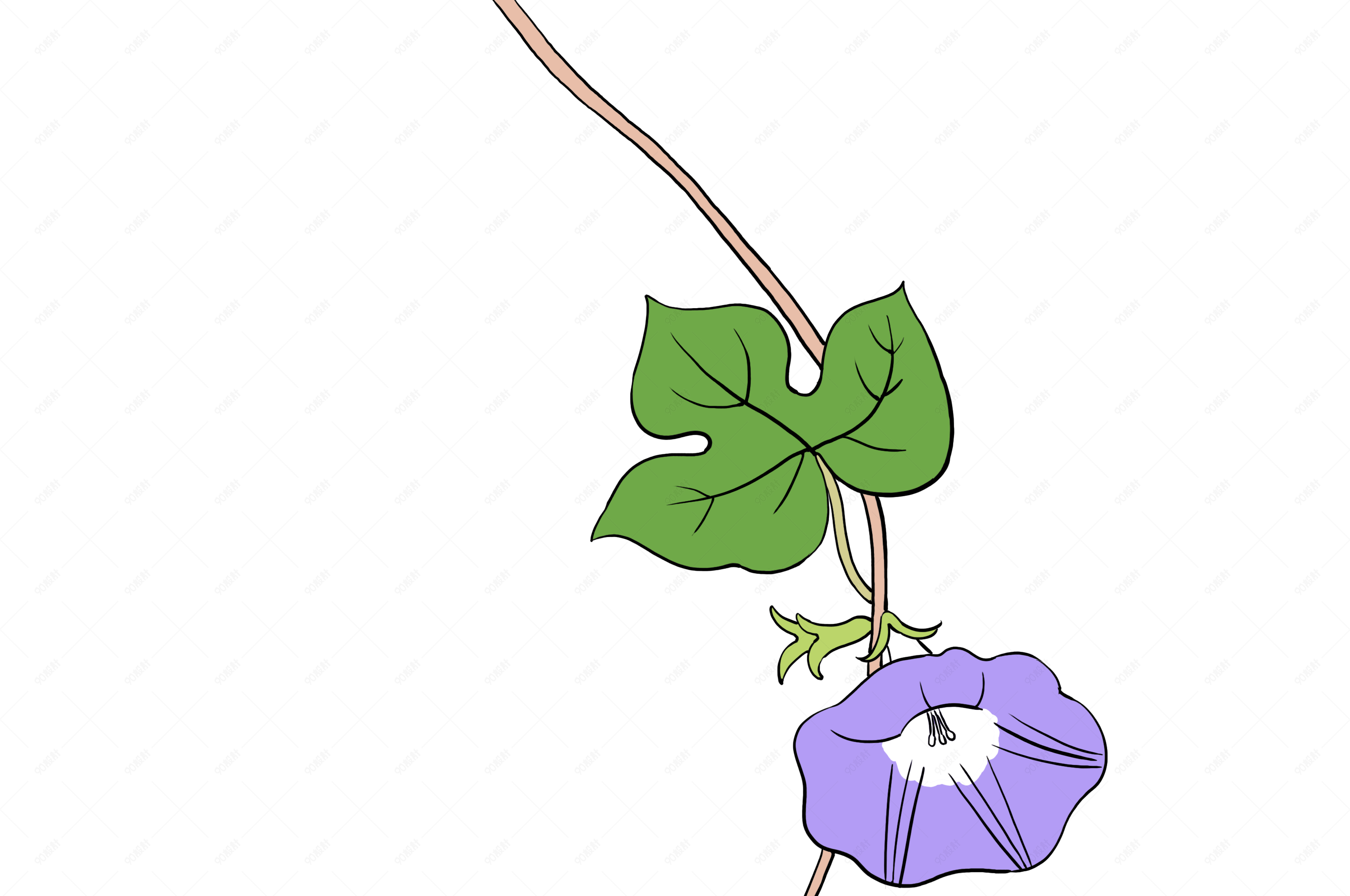 手绘花卉植物紫色牵牛花