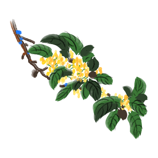 秋冬手绘金色桂花插画